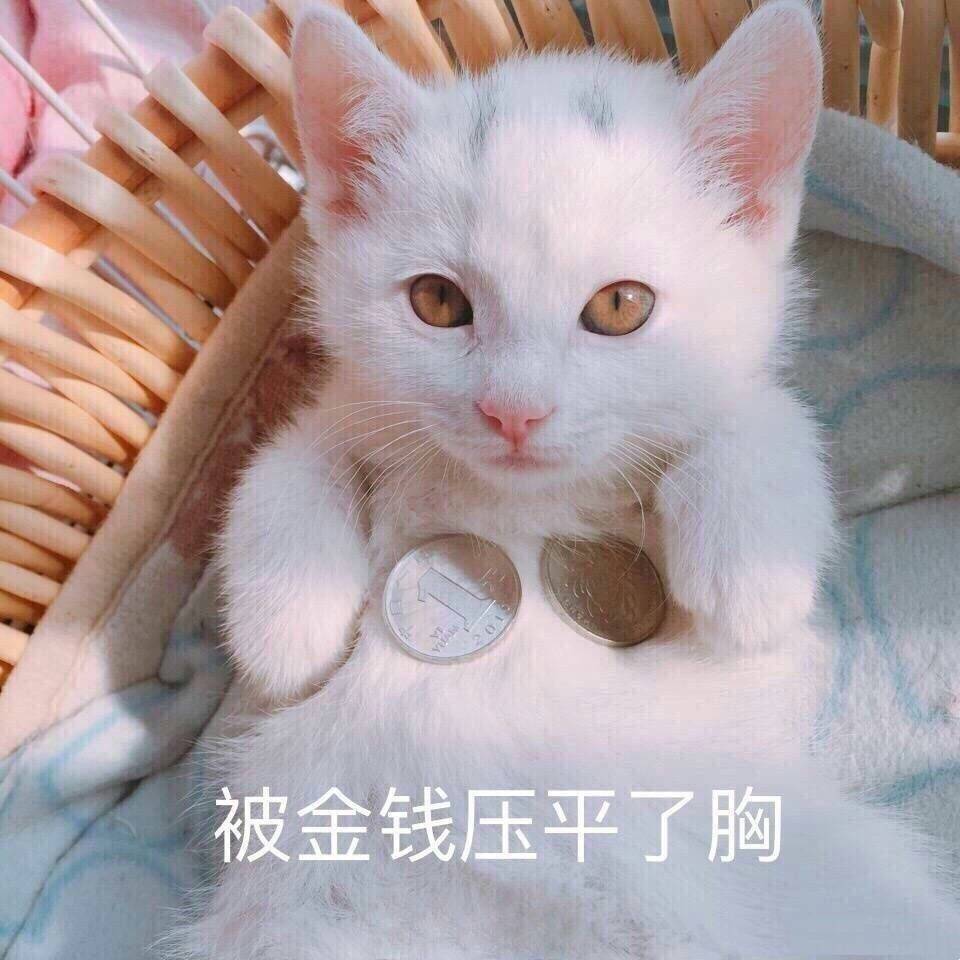 喵咪的傻样子-堆糖,美好生活研究所