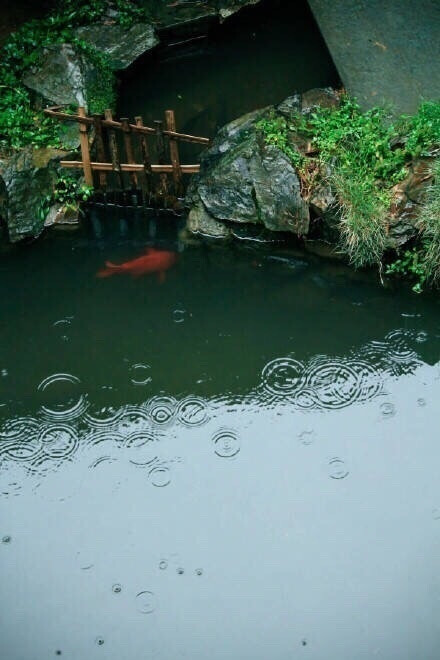 少年听雨歌楼上.红烛昏罗帐.壮年听雨客舟中.江阔云低,断雁叫西风.