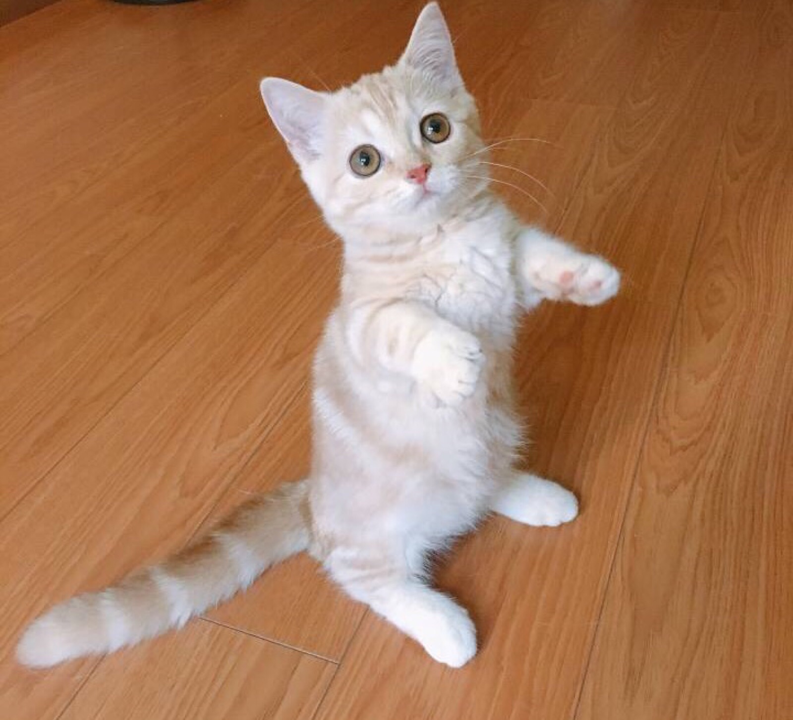 橘猫