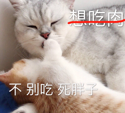 想吃肉 不 别吃 死胖子 猫表情包