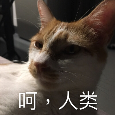 呵 人类 猫表情包 bobo