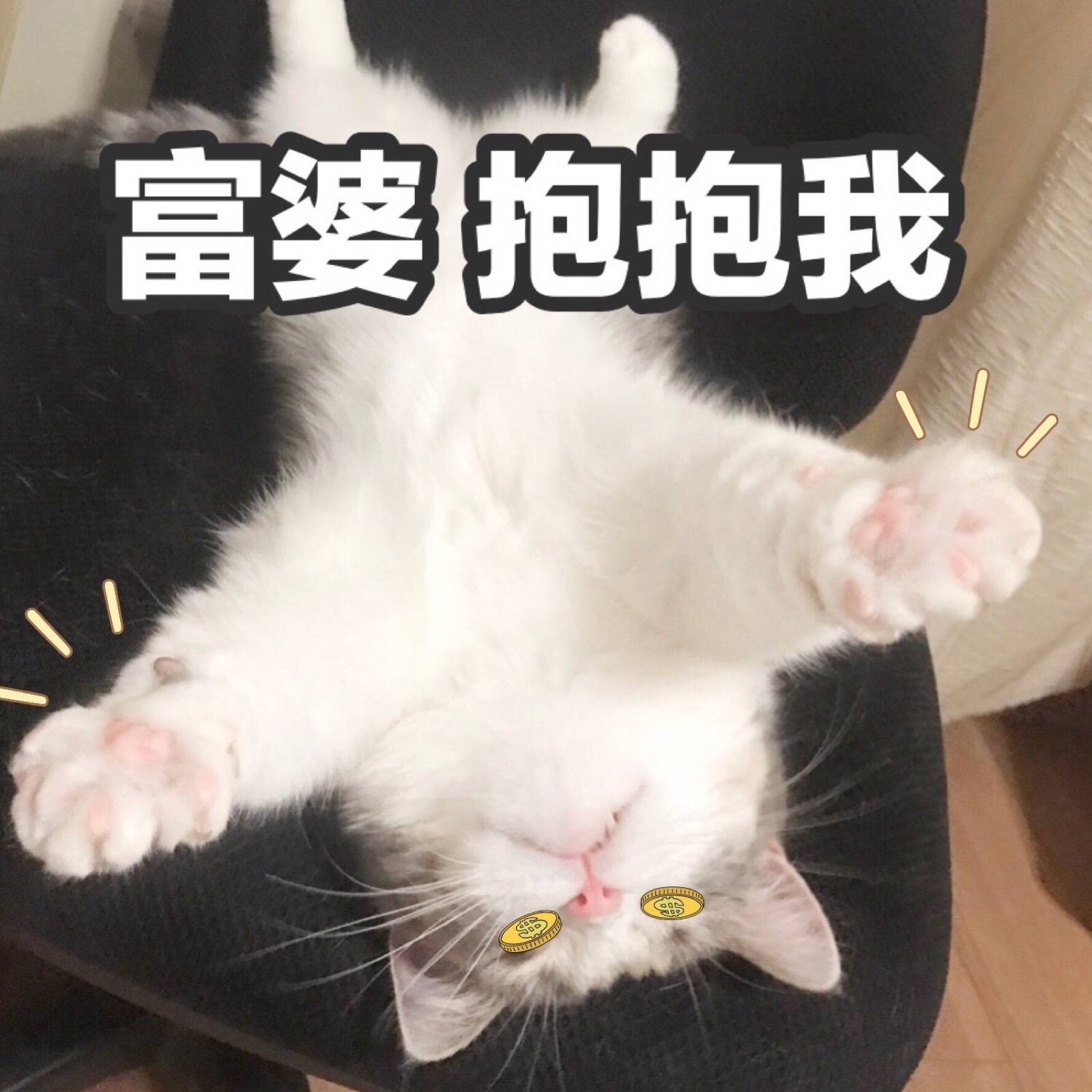 富婆抱抱我 猫表情包