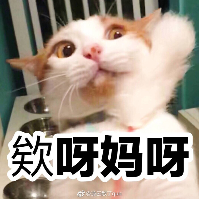 哎呀妈呀 猫表情包