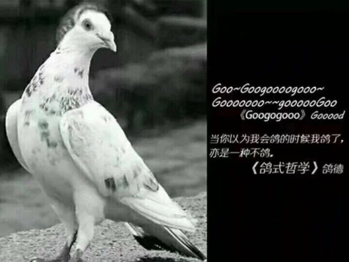 沙雕表情包/沙雕图/致命打击/打鸡/美术生/咕咕/放鸽子/gif/动图/抚摸