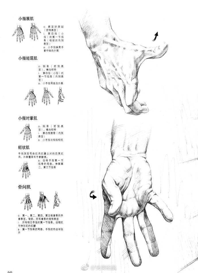 人物速写之手部动态结构 via 央美杨飙