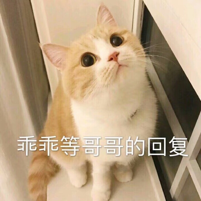 猫咪表情包