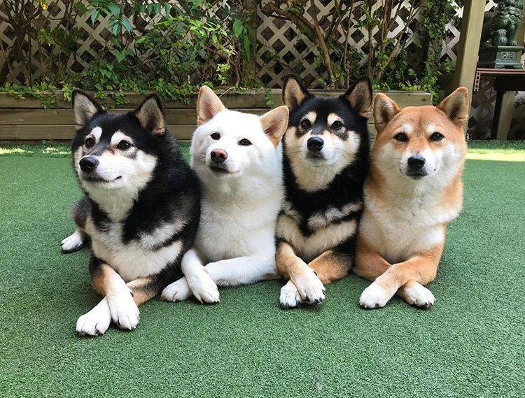 四只小柴犬