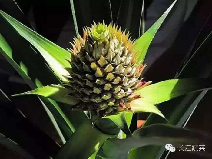 菠萝头不要扔,种下就有惊喜呢