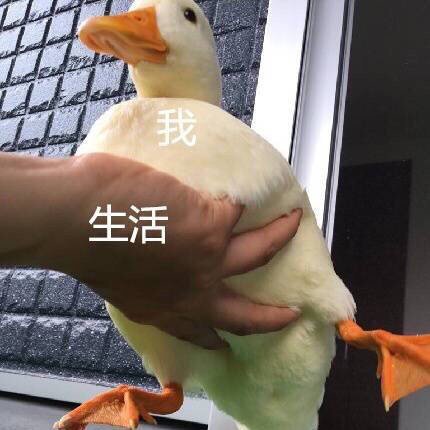 小鸭子表情包