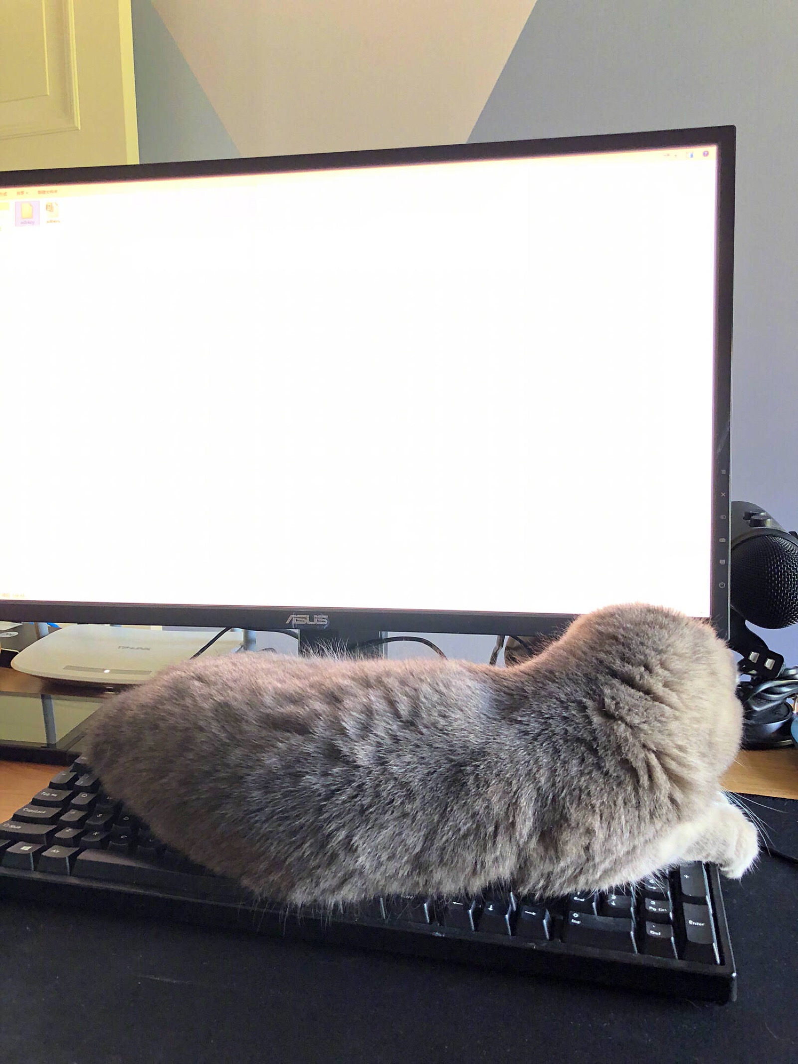 一只打扰我玩电脑的猫咪,我只能干看着!