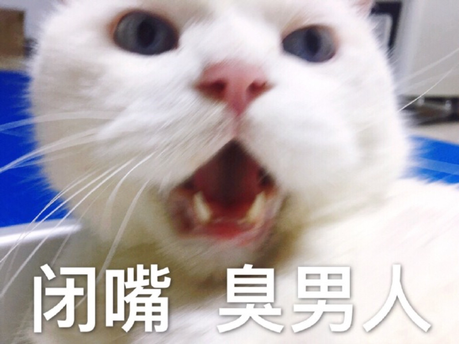 猫咪表情包