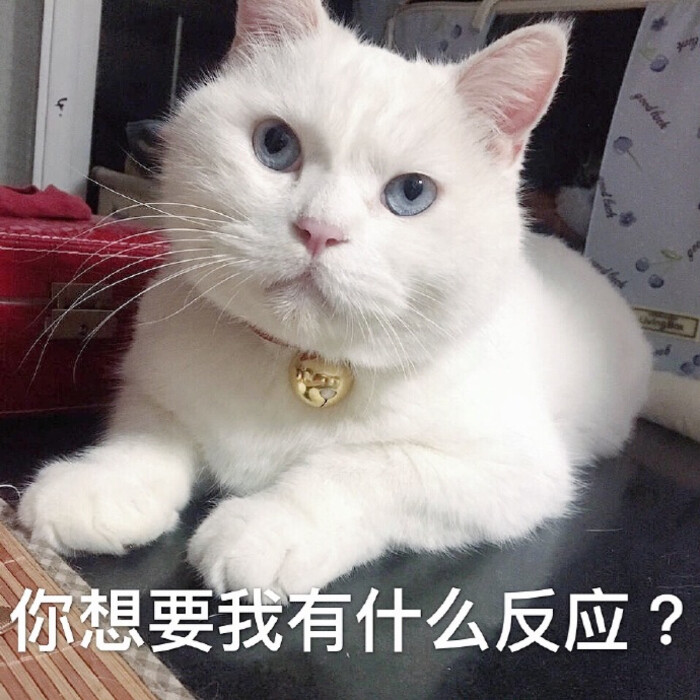 猫咪表情包