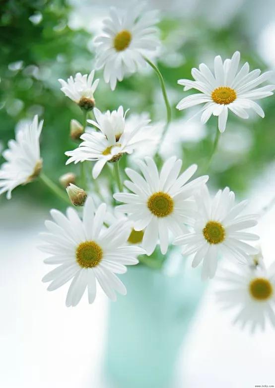 雏菊(common daisy)