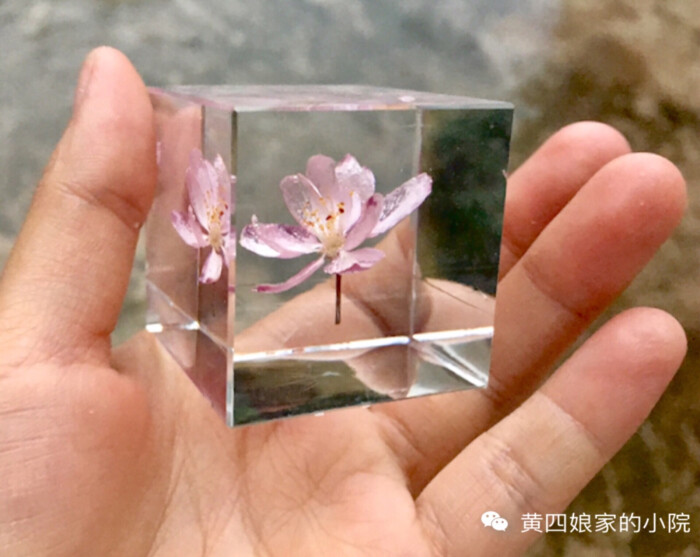 滴胶 植物标本立方体