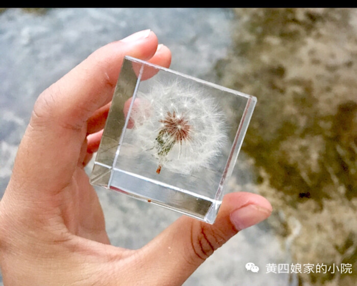 滴胶 植物标本立方体