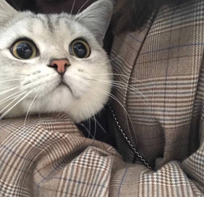 猫咪情头.