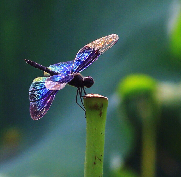 【 黑丽翅蜻 】--- " 体黑色具蓝色金属光泽,此种蜻蜓飞行速度缓慢,有