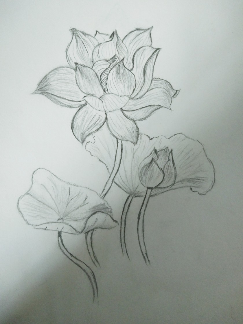 黑白 线稿 手绘 铅笔画 莲花