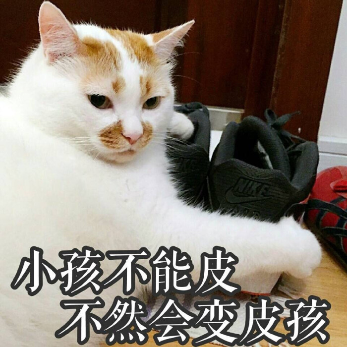 楼楼表情包