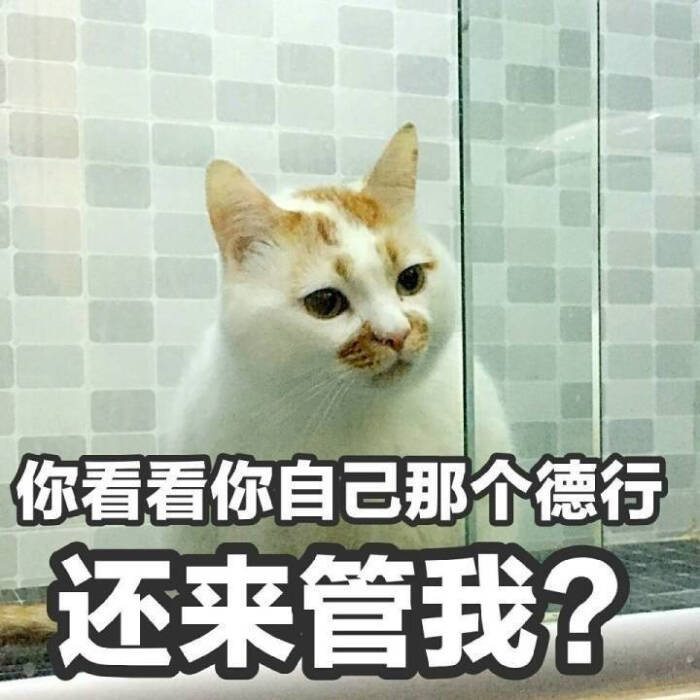 楼楼表情包