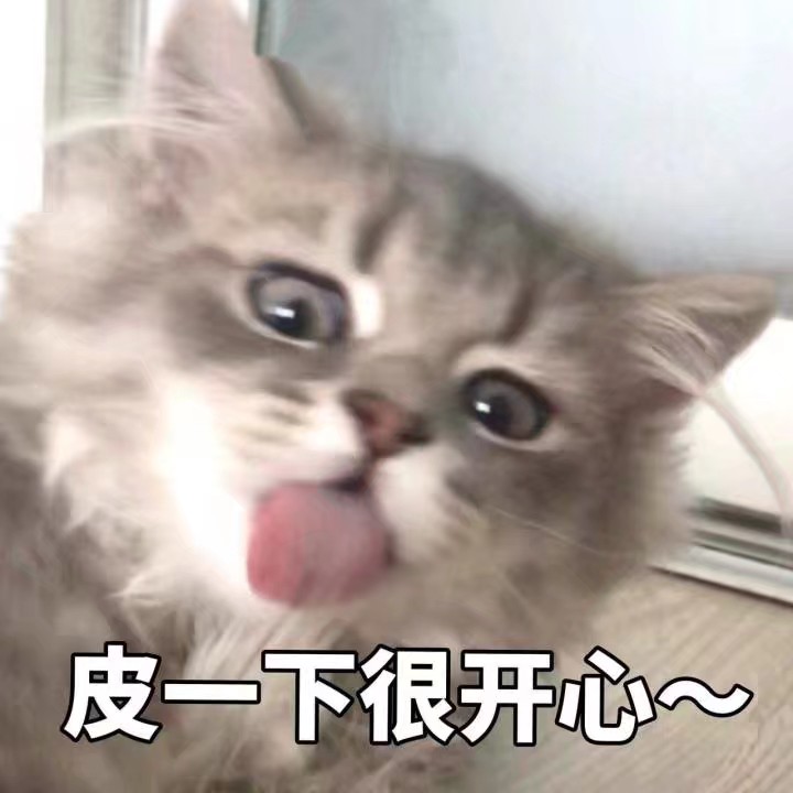 猫咪表情包