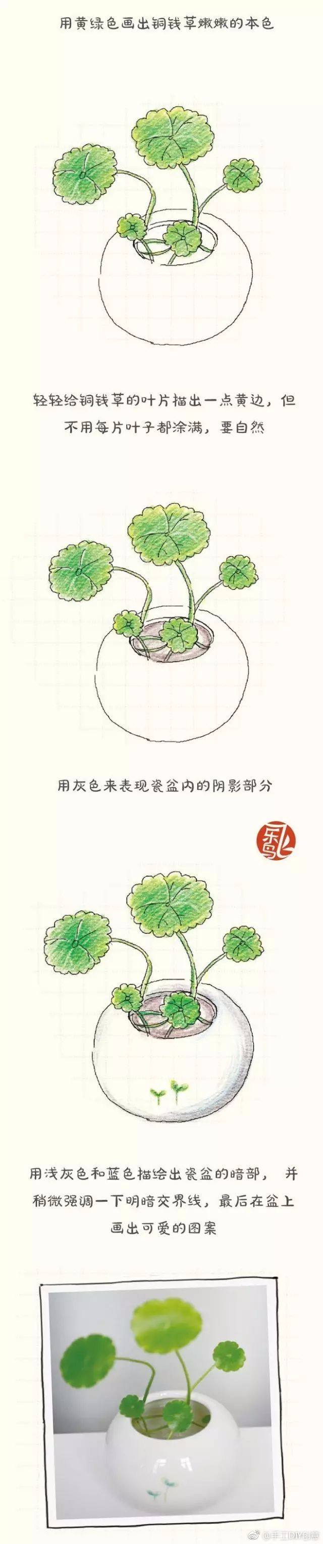 水彩干货:水彩和彩铅画,可爱的绿植铜钱草