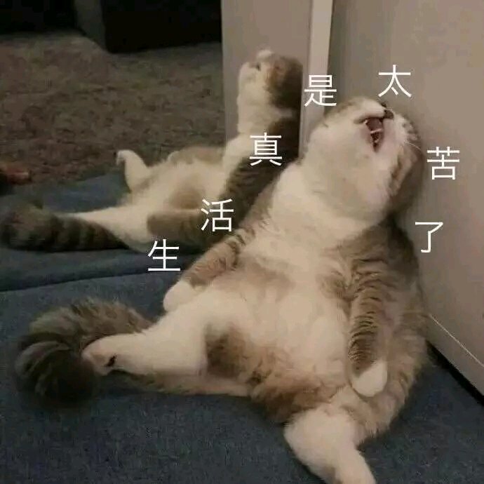 生活终于要对我这只小猫咪下手了