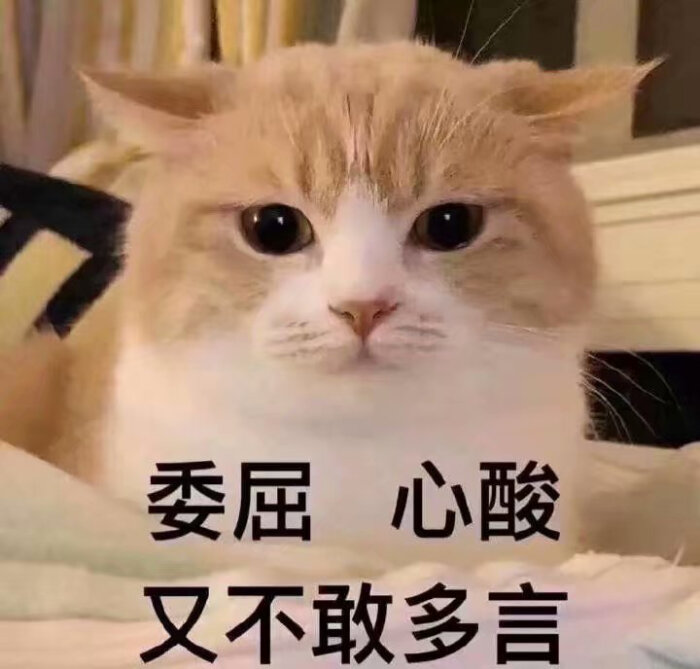 猫咪表情图