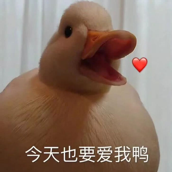 鸭子表情包\/鸭鸭\/可爱