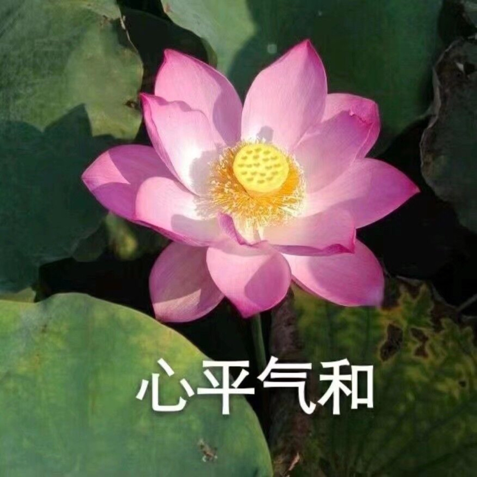 老年人表情包哈哈哈哈哈哈哈哈哈哈哈
