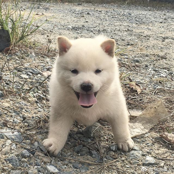 进击の小白熊!冲鸭[米奇比心 instagram:shiba_haru_dango