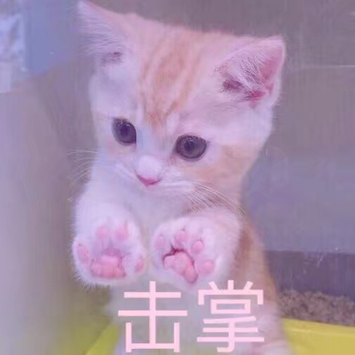 猫咪表情包 禁止二传谢谢