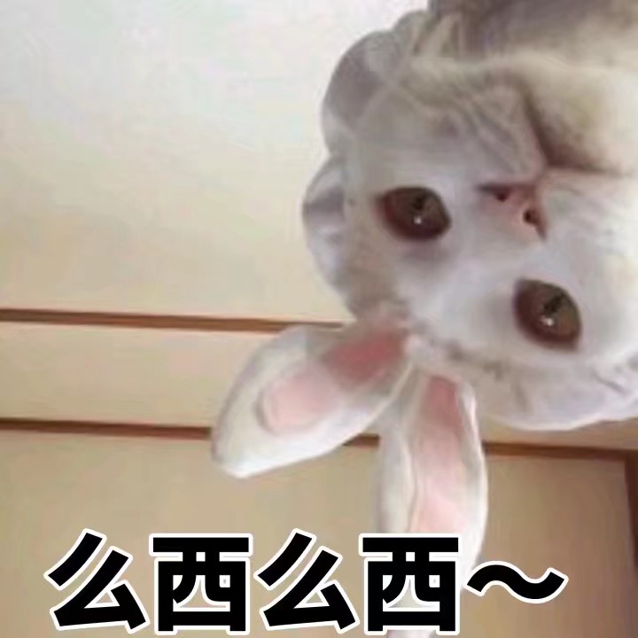 猫咪表情包 禁止二传谢谢