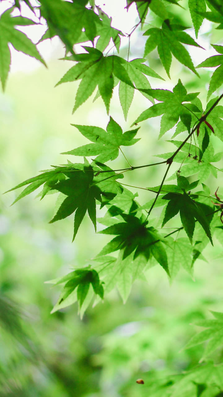 鲜花 插花 捧花 花艺 清新 摄影 绿植 淡雅 自然 壁纸 锁屏 屏保 高清