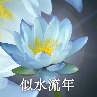 花花头像