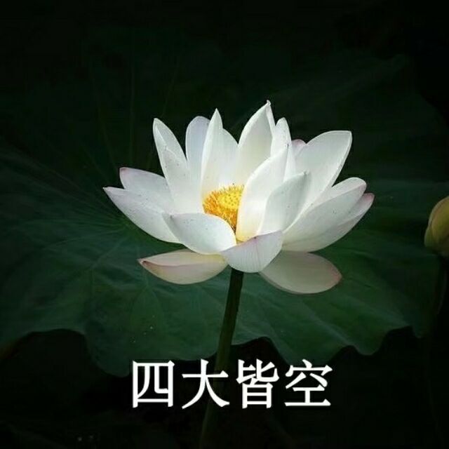 沙雕头像,花,荷花,搞笑,逗比,情头,闺蜜头