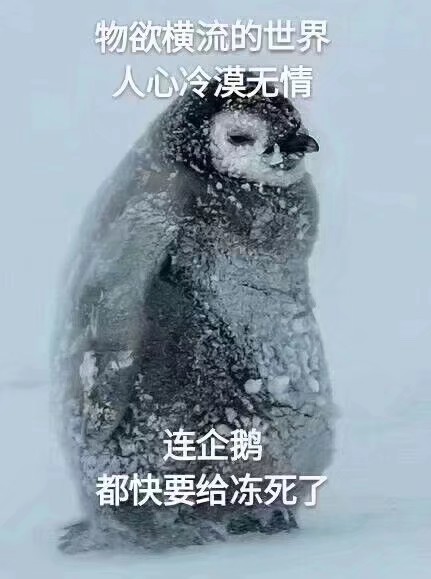 物欲横流的世界人心冷漠无情 连企鹅都快要给冻死了