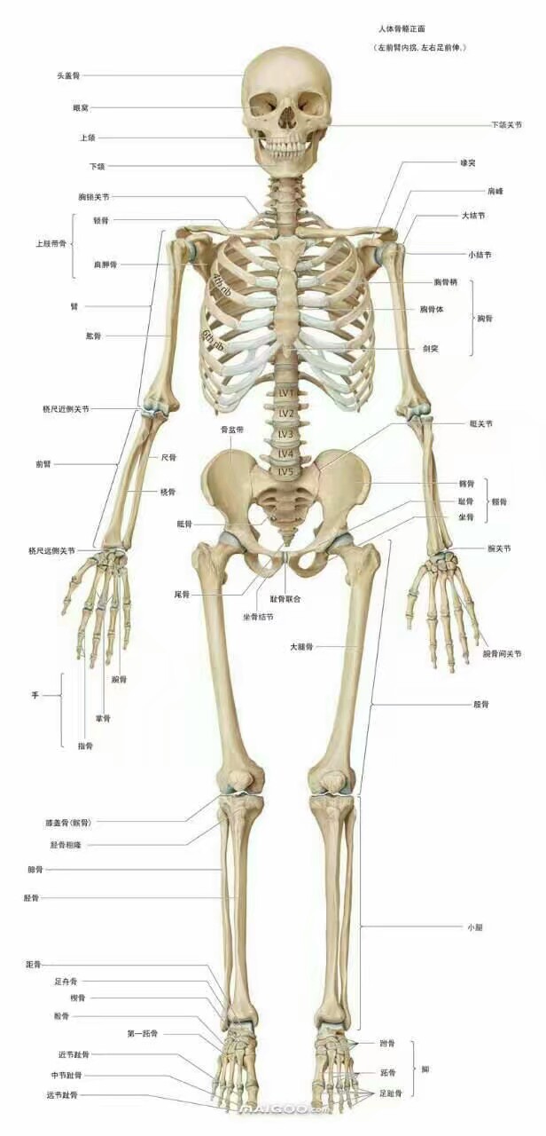 人体骨骼摸型
