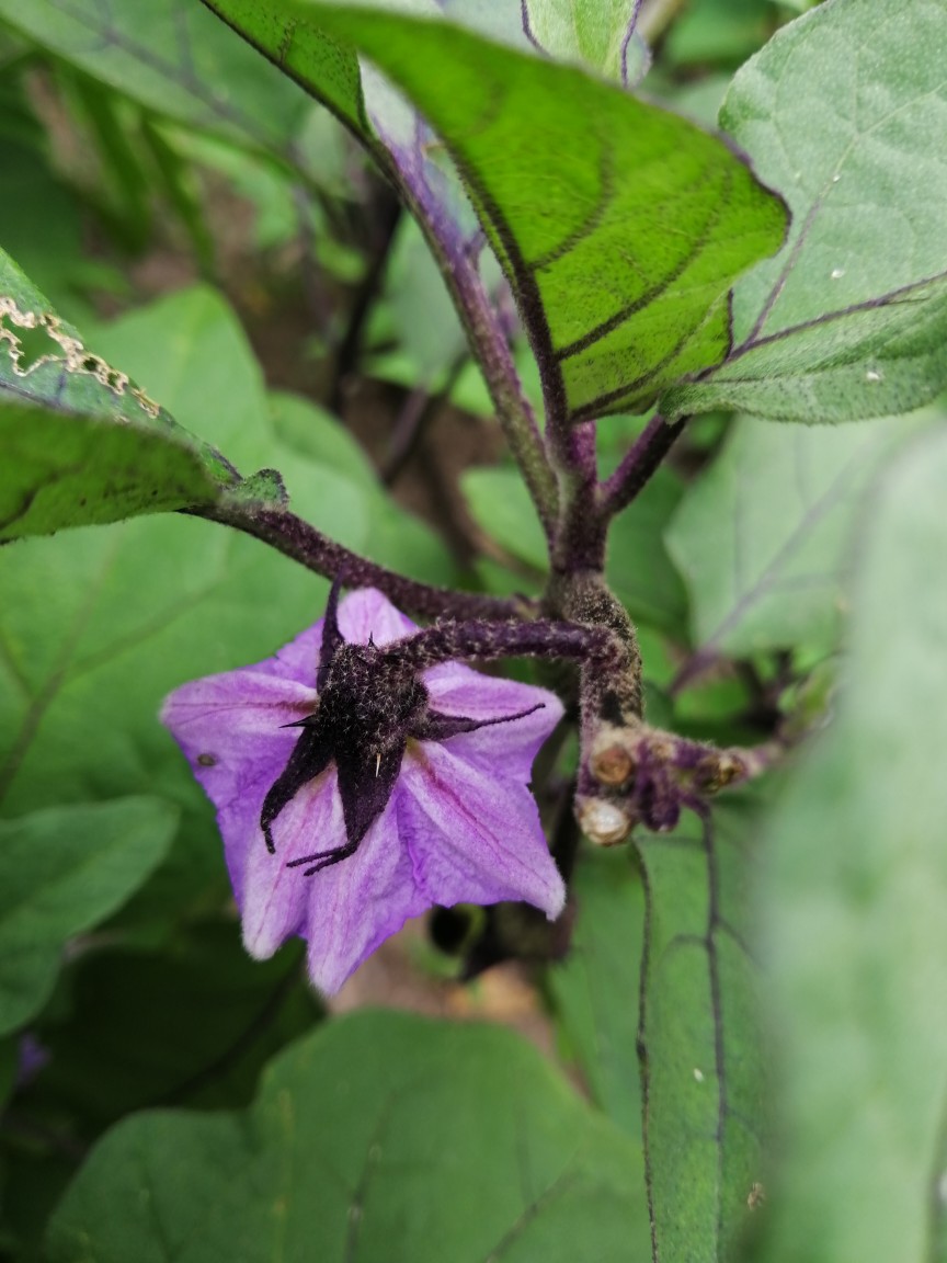 茄子花