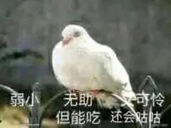 沙雕表情
