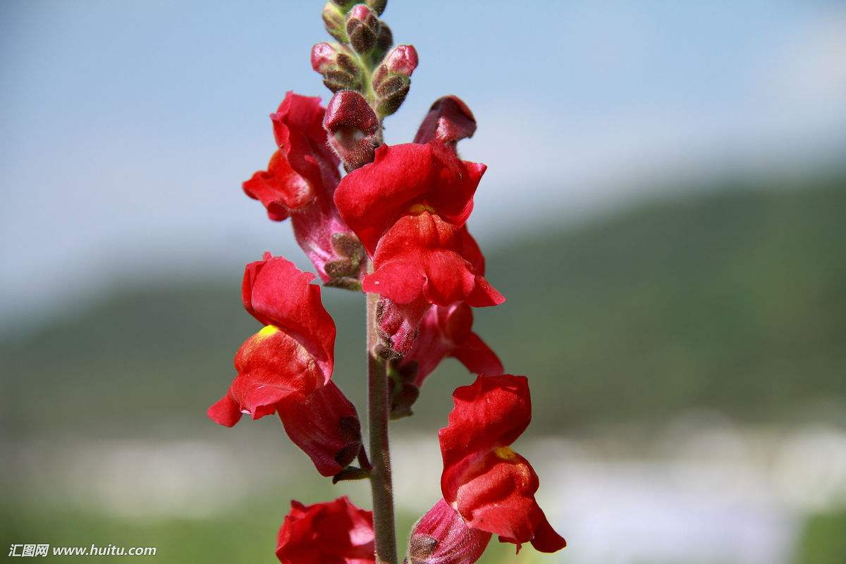 聚伞花序,长达35cm,花偏向一侧;花冠管状,具棱略弯,口部呈坛状,初红色
