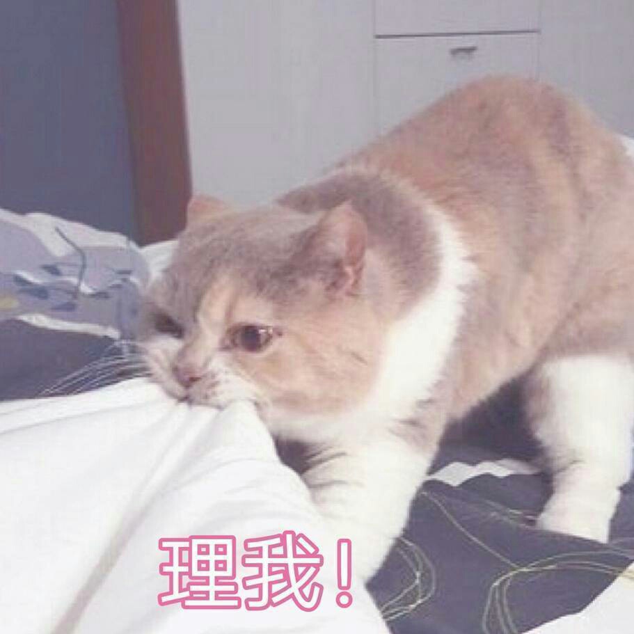 猫咪狗狗老鼠鸭子表情包可爱蠢萌套路小表情大表情打电话表情包小猪