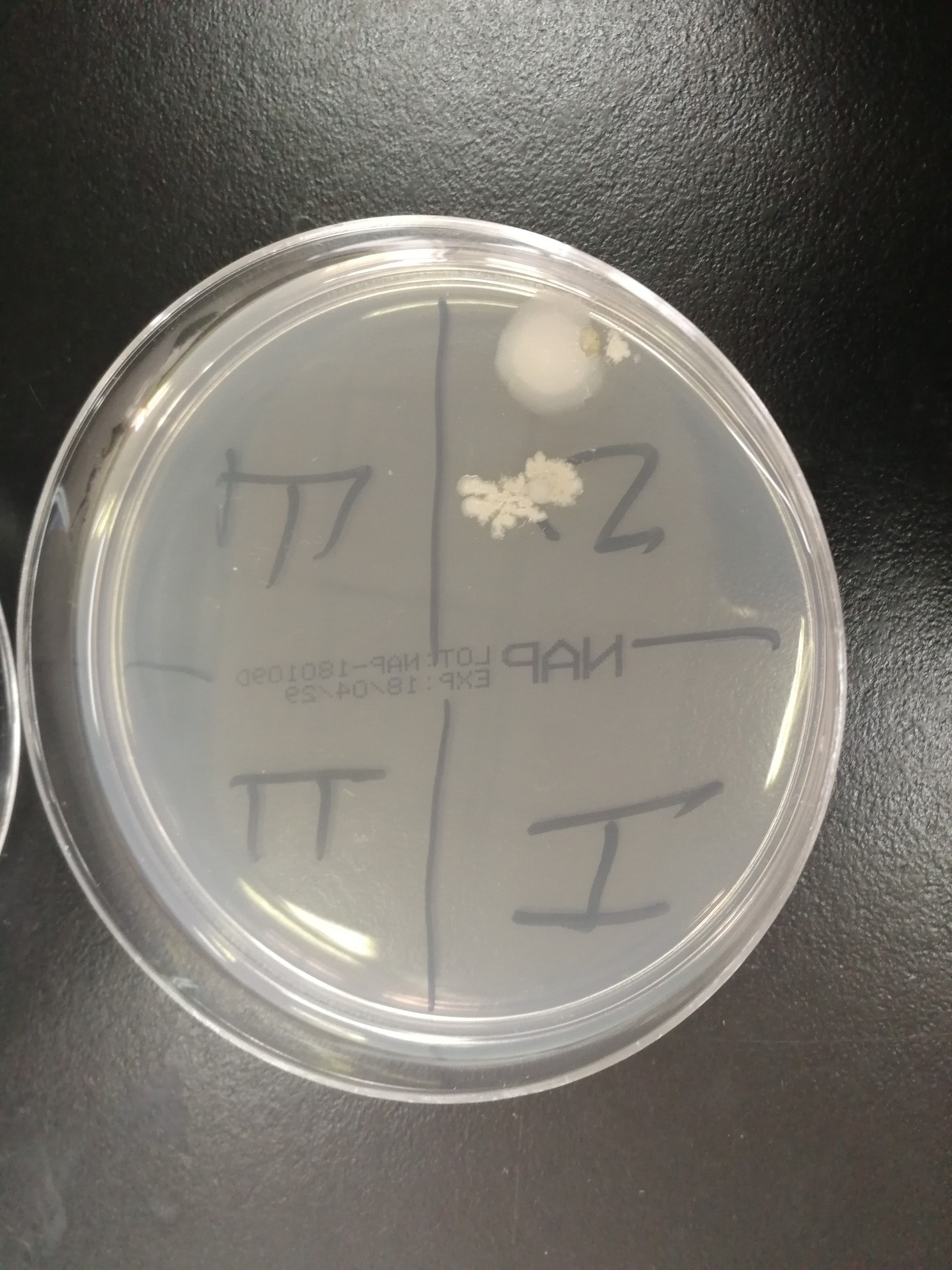 微生物实验 菌落 自存(="_"=)