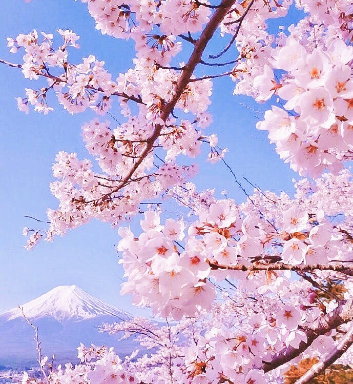 富士山樱花 希望有生之年能和喜欢的人一起去看