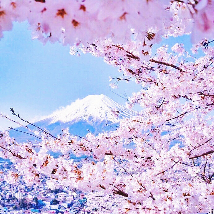 富士山樱花 希望有生之年能和喜欢的人一起去看