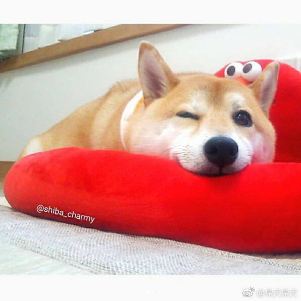 wink~然后晚安啦~ instagram: shiba_charmy