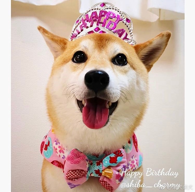 让我们一起祝贺这个小可爱生日快乐! instagram:shiba_charmy