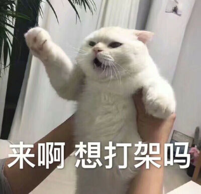 小猫表情包,萌宠