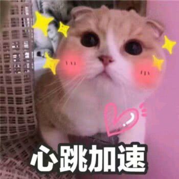 萌萌的小猫表情包,楼楼 /bobi酱 /萌萌 /瓜皮/ 仲二楼 /美锅 /咖喱