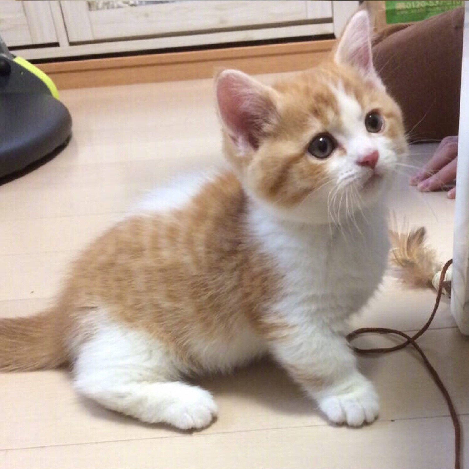 超级可爱的小橘猫